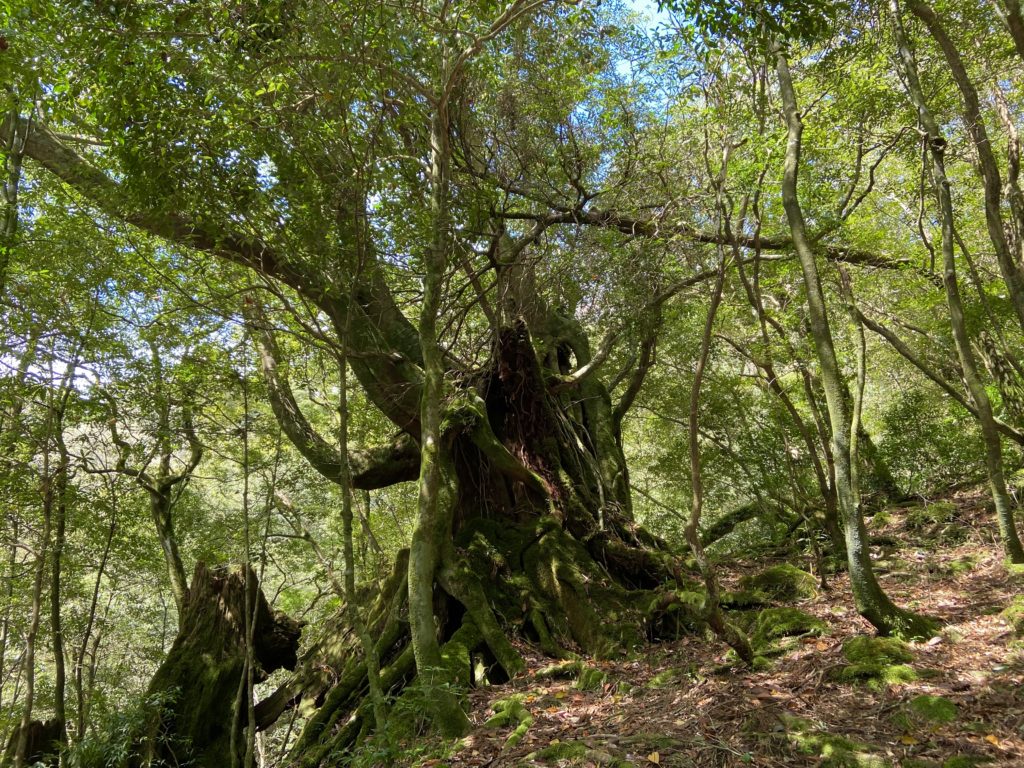 Yakushima - Insel tausendjähriger Bäume